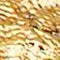 Gold Starfish Necklace