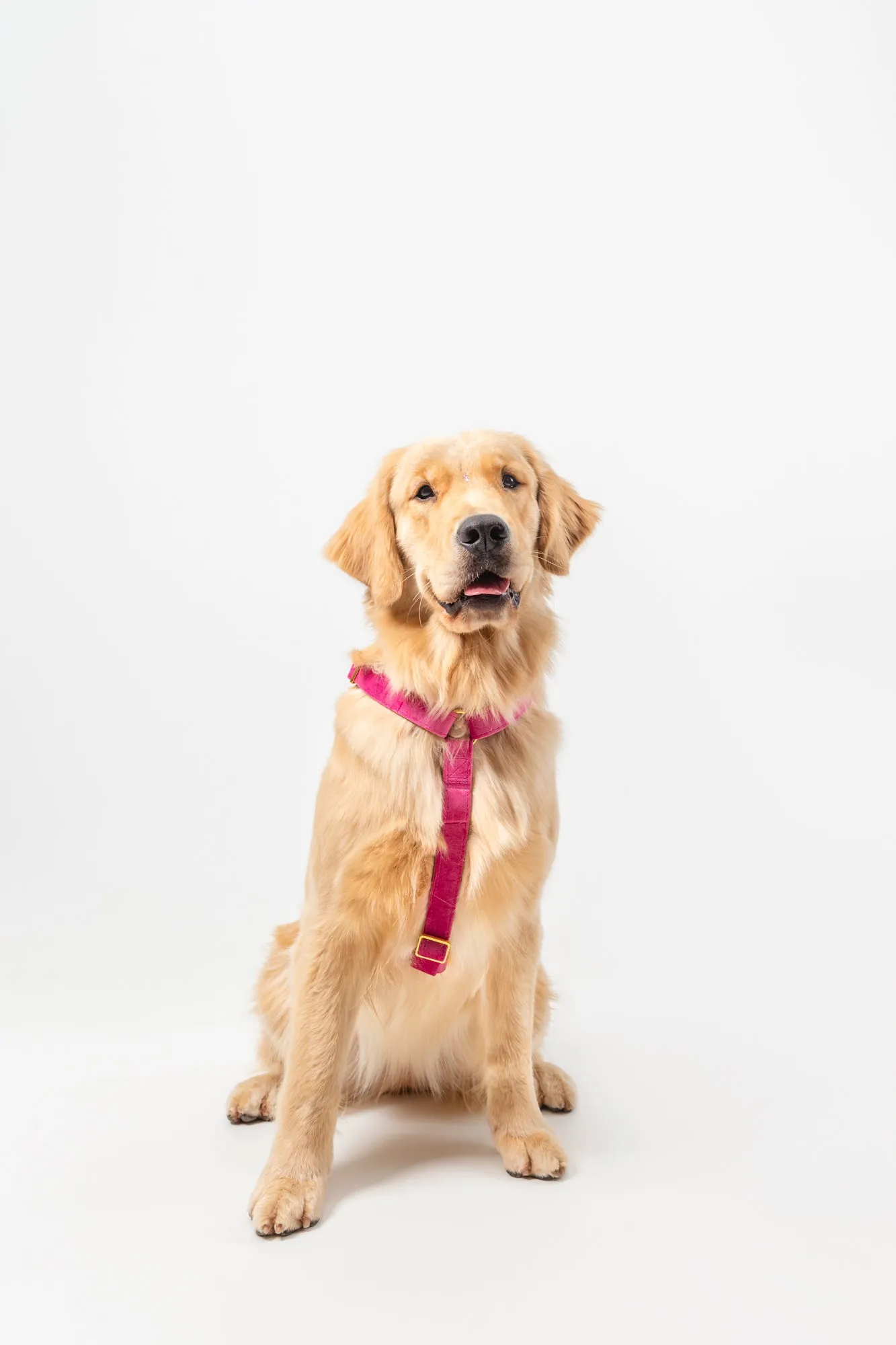 Rose Velvet - Adjustable Strap Dog Harness